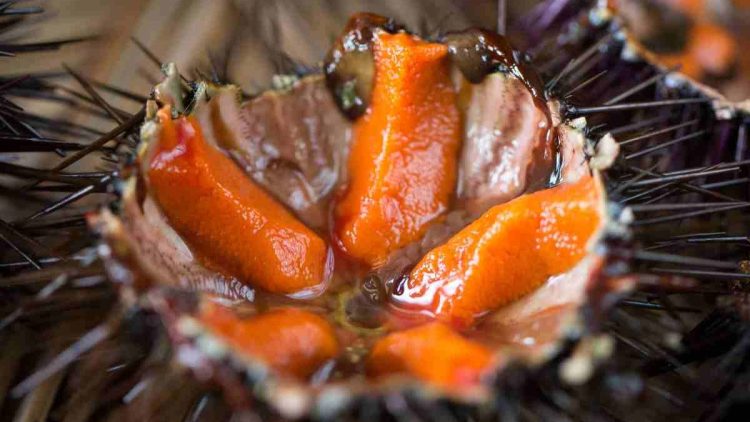 Comment bien ouvrir et nettoyer un oursin pour l’apéro ou un repas