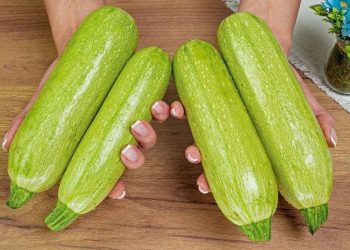 Recettes de courgettes : 5 idées simples et délicieuses pour cuisiner ce légume
