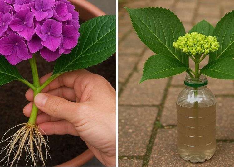 Bouturer les hortensias